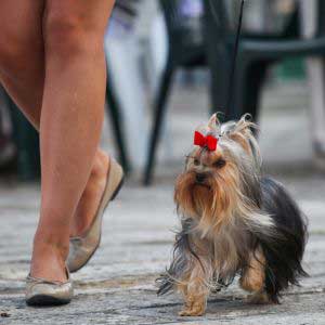 Hundeudstilling
