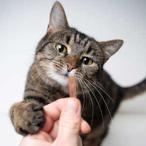 Kattegodbidder
