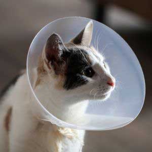 Kattens Apotek