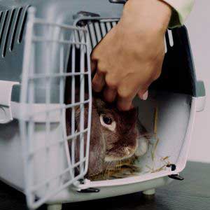 Transportbokse og Bæretasker