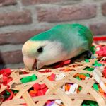 Back-Zoo-Fugle-aktivering-Taco-Waco1