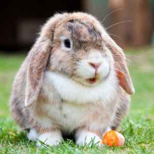 Sådan plejer du din kanins tænder