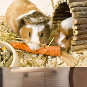 Aktivering og legetøj