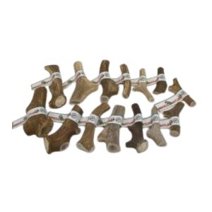 Antlers Gevir (Hjorte gevir) Mix kasse 17 stk